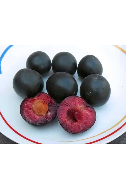 Свежие плоды плодов Априсали после сбора урожая